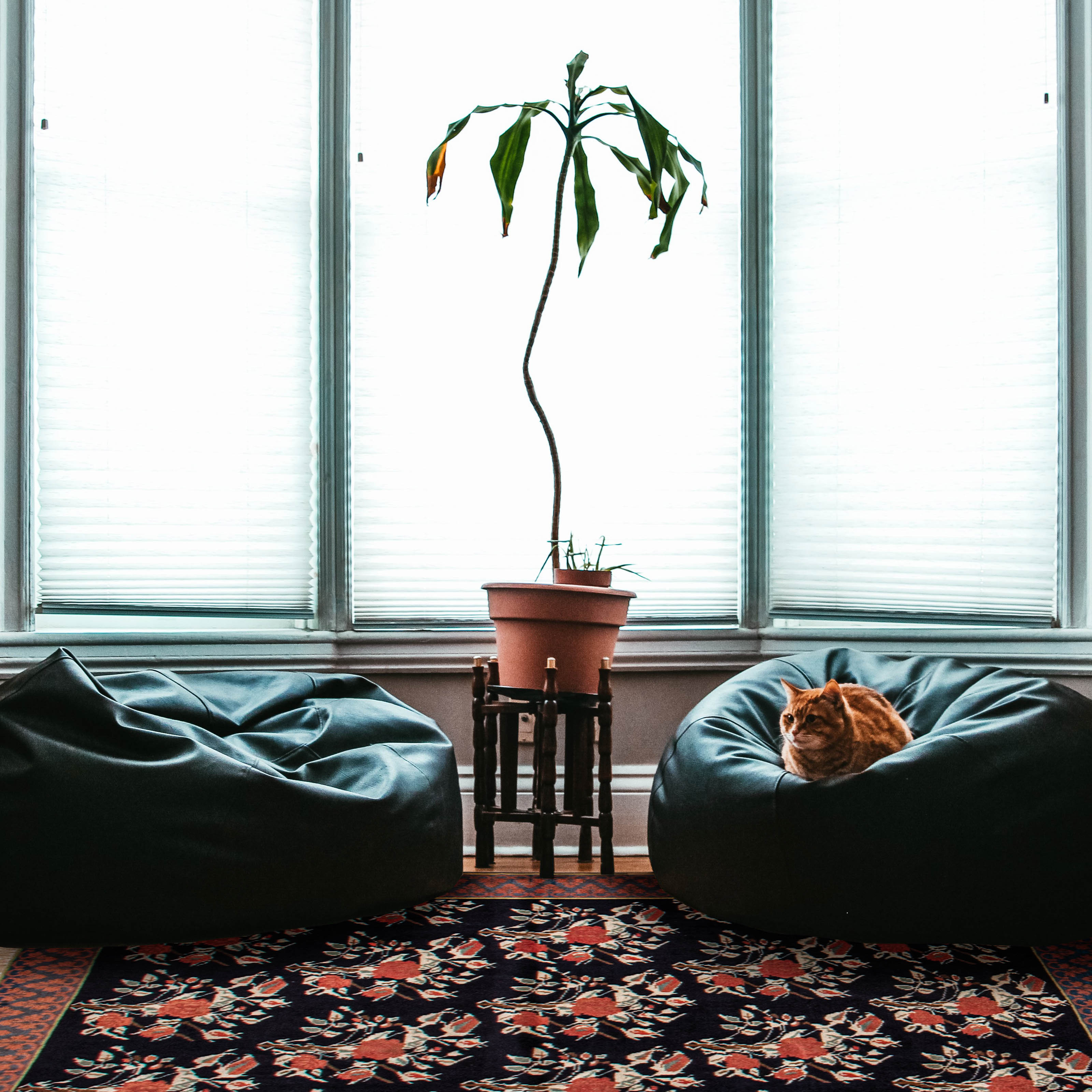 Tapis guchan 4'10" x 5'1" en laine